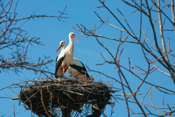 stock image Stork at the nest