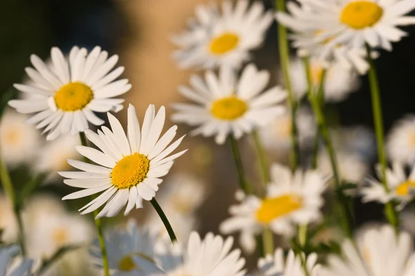 stock image Camomile