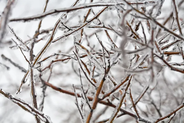 冰冻的枯枝 — 图库照片