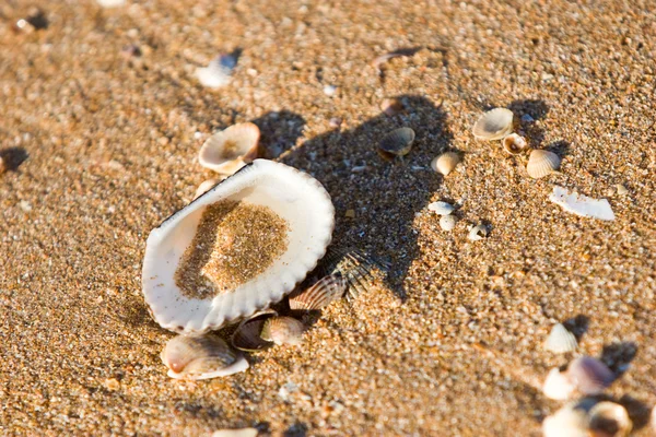 Sea shell Stockfoto
