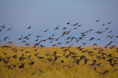 Migrant birds clipart