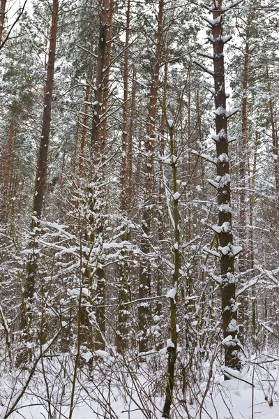 Fir forest — Stock Photo, Image