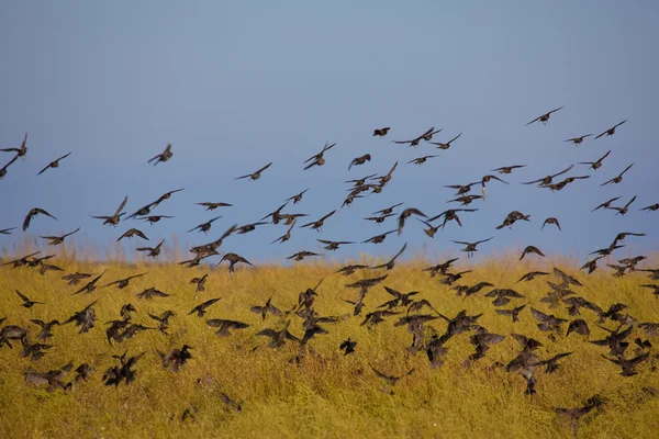 Aves migratorias — Foto de Stock