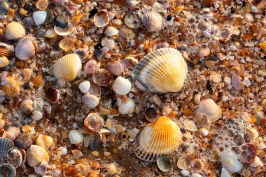 Sea shell texture clipart