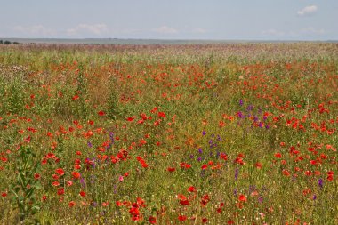 Poppy field clipart