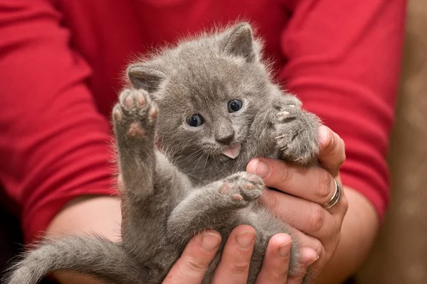 Small Kitten — Stock Photo, Image