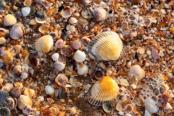 Θάλασσα κέλυφος υφή — Φωτογραφία Αρχείου