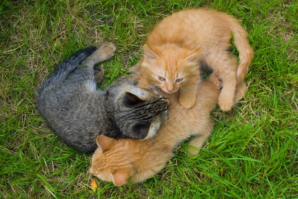 三只猫的朋友 — 图库照片