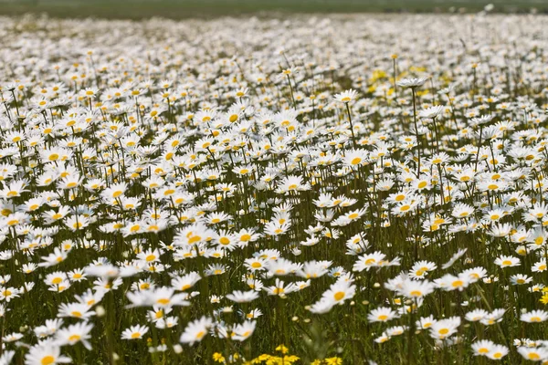 デイジー草原 — ストック写真