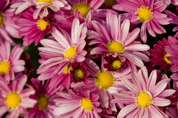Texture du chrysanthème — Photo