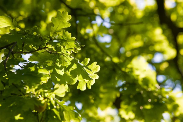 Green Oak — Stock Photo, Image
