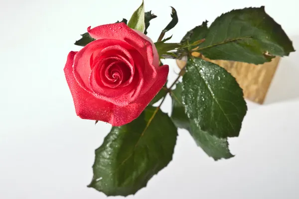 Rózsa a szerelem — Stock Fotó