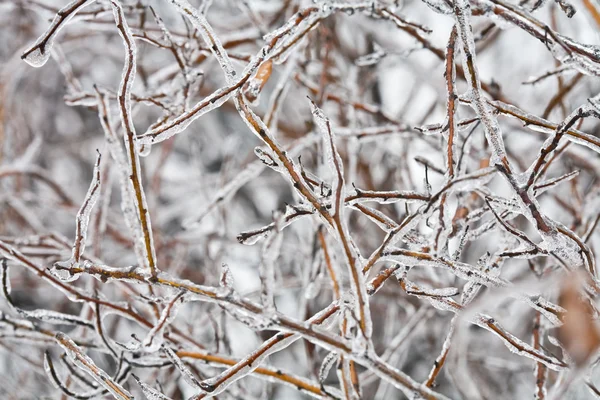 얼어붙은 나뭇가지 — 스톡 사진