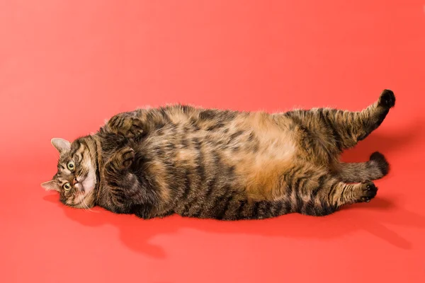 大きな猫 — ストック写真