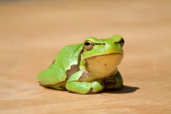 stock image Green frog