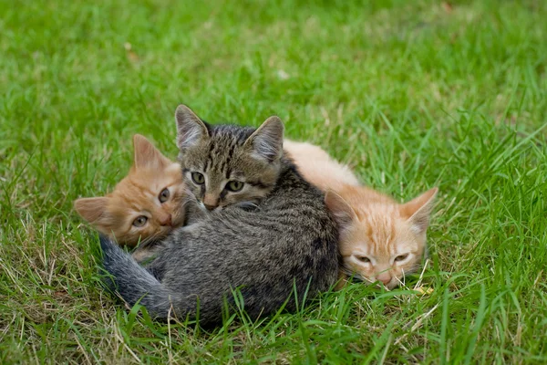 Três gatos amigos — Fotografia de Stock