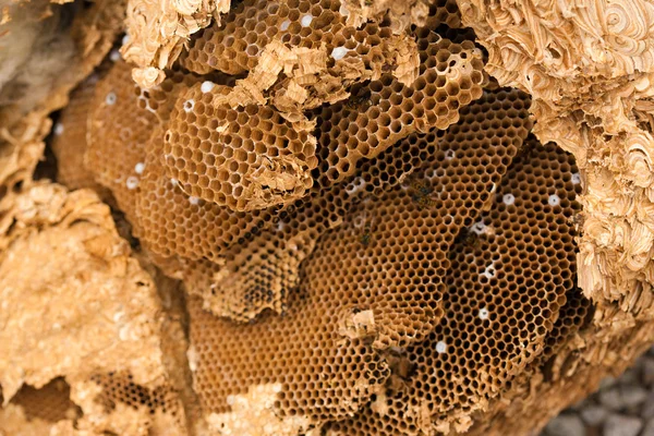 stock image Hornet nest