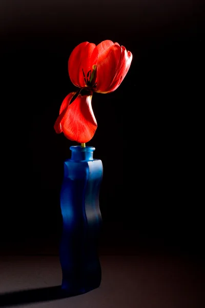 Rode tulip — Stockfoto