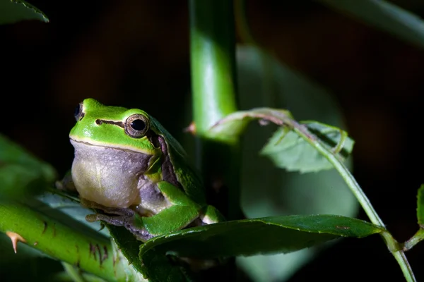 Зелена жаба Ліцензійні Стокові Зображення