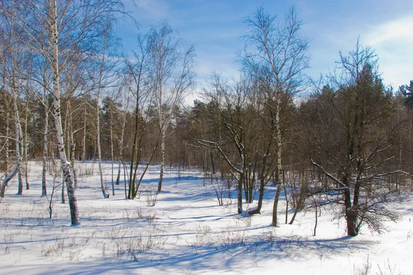 冬季景观 免版税图库照片