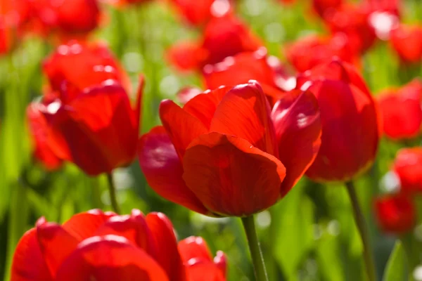 Tulip Ліцензійні Стокові Зображення