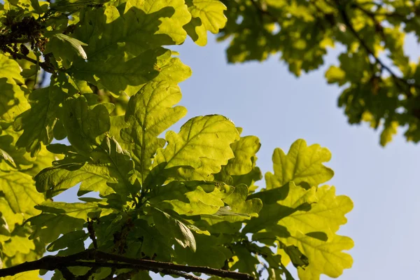 Frunză de stejar Fotografie de stoc