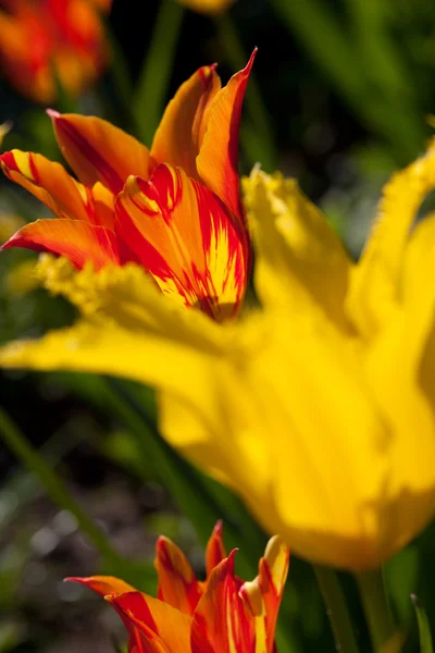 Червоний і жовтий тюльпан — стокове фото
