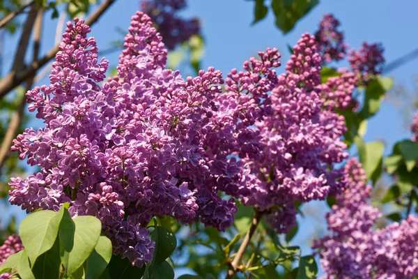 Bush of Lilac — Stock Photo, Image