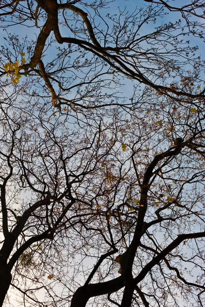 Topo de uma árvore — Fotografia de Stock