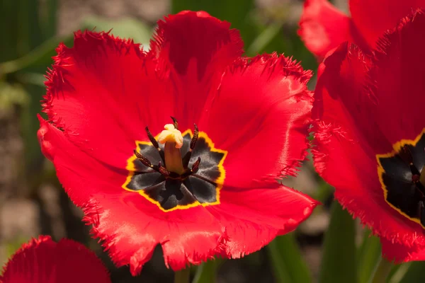 Red Tulip Royalty Free Stock Images