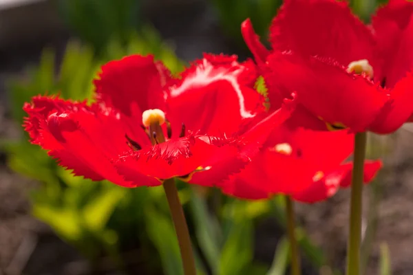 Rode tulip Stockafbeelding
