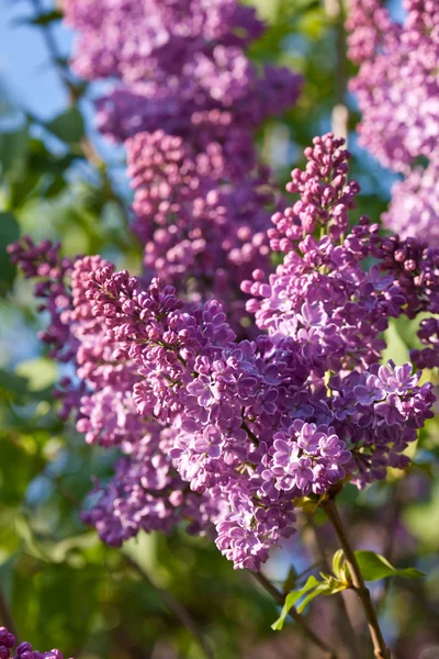 Lilac bush — Stock Photo, Image