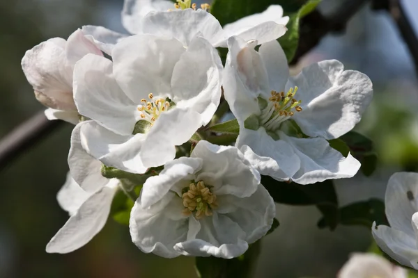 Apple цвітіння — стокове фото