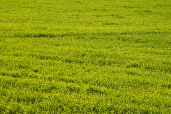 stock image Grass