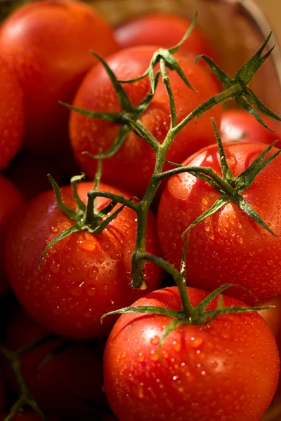 西红柿, — 图库照片