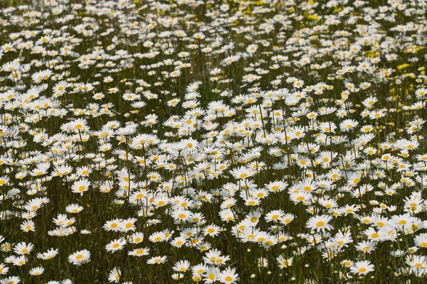 Daisy çayırı — Stok fotoğraf