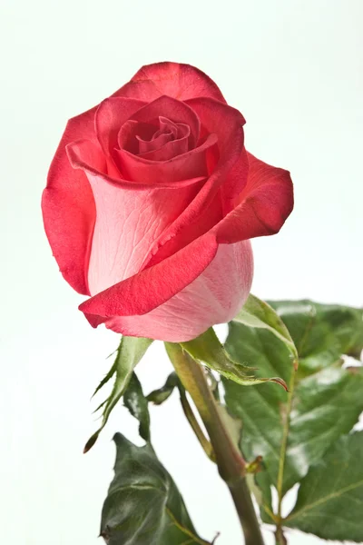 Roses pour l'amour — Photo