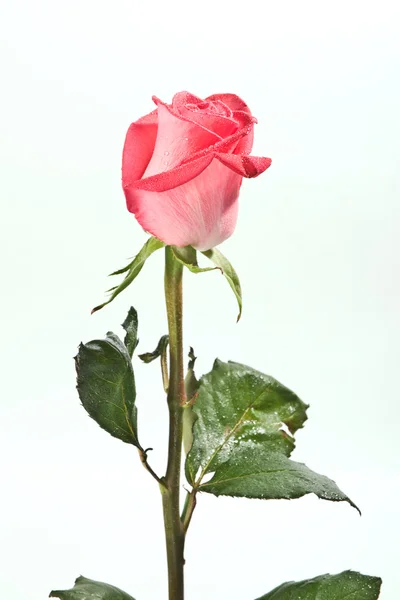 Rosas por amor —  Fotos de Stock