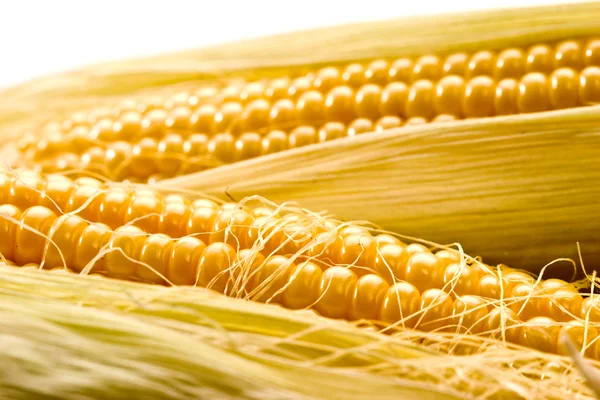 Golden corn — Stock Photo, Image