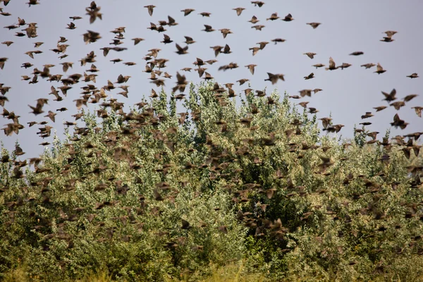 Rebanho de aves — Fotografia de Stock