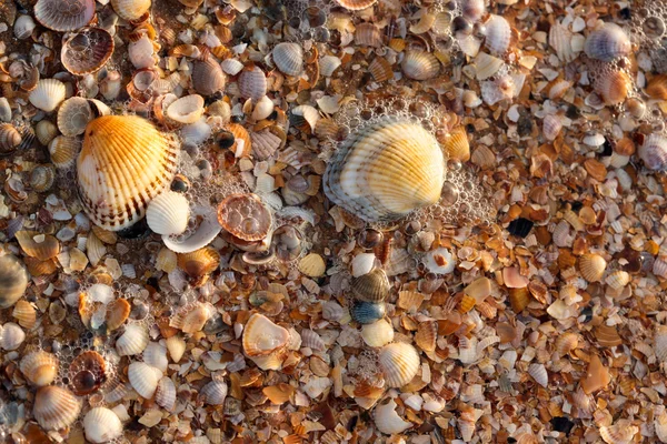 Sea shell texture — Stock Photo, Image