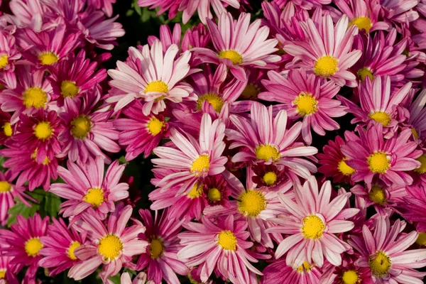 Chrysanthemum konsistens — Stockfoto
