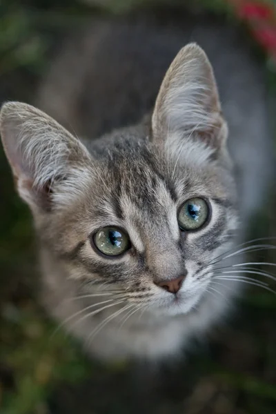 Кошка взгляд — стоковое фото
