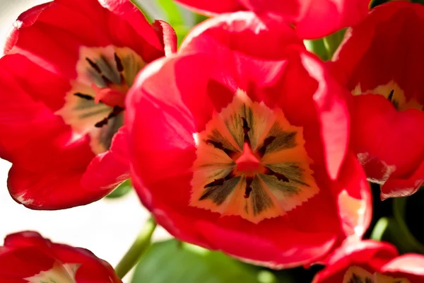 Rote Tulpen lizenzfreie Stockfotos