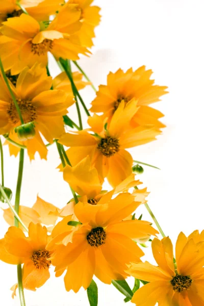 Sarı çiçekler - Stok İmaj