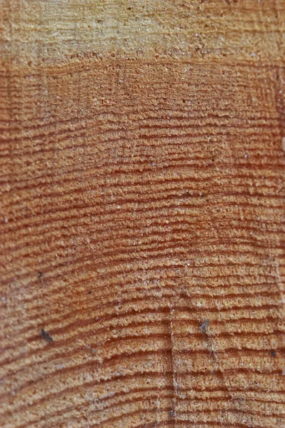 Wood cut — Stockfoto