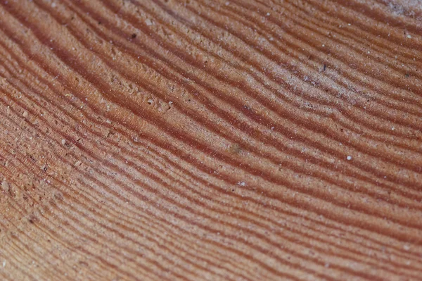 Dřevo řez — Stock fotografie