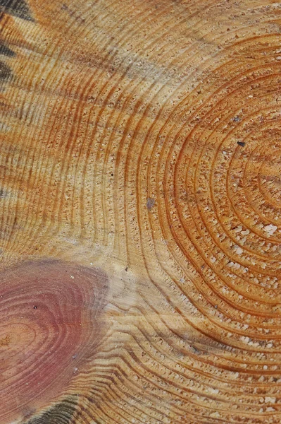Dřevo řez — Stock fotografie