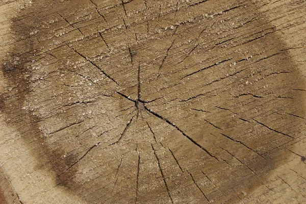 나무 전단 — 스톡 사진