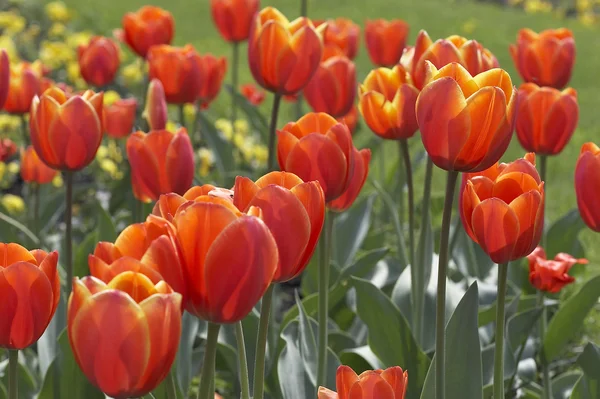 Campo da tulipa — Fotografia de Stock